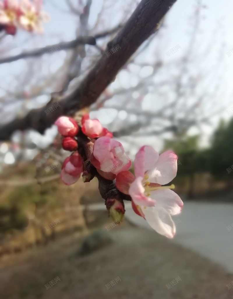 春暖花开的时节jpg设计背景_新图网 https://ixintu.com 桃花 氛围 美丽 向往