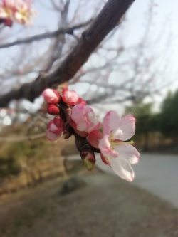 美丽的向往春暖花开的时节高清图片