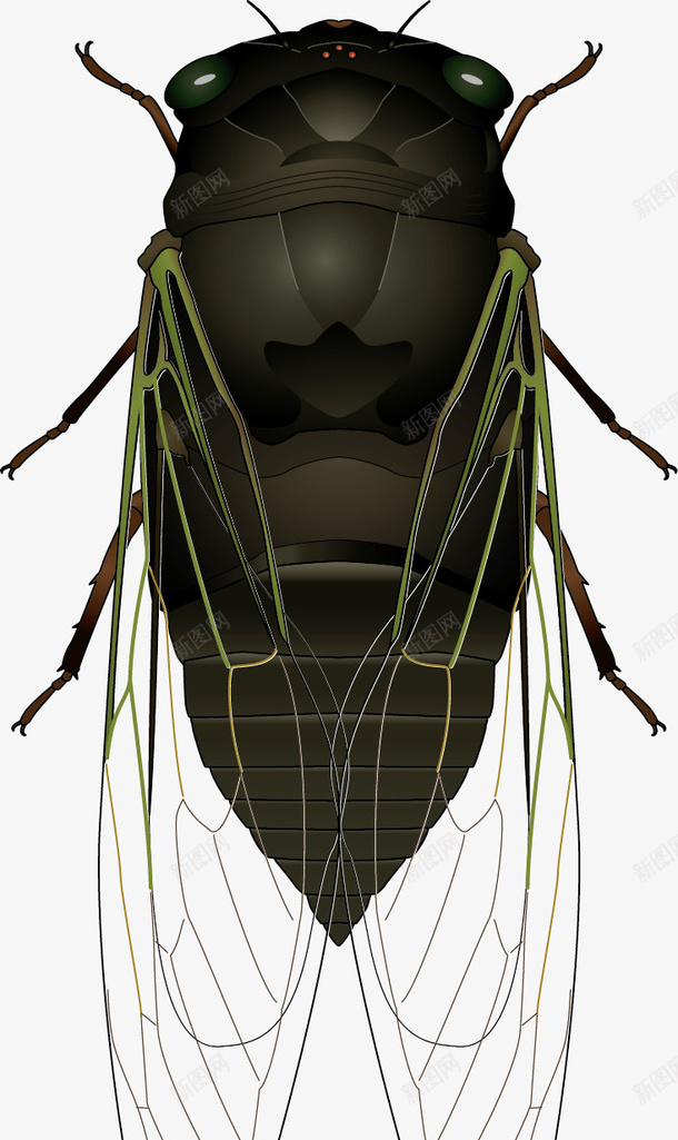 昆虫蝉PNG图片png免抠素材_新图网 https://ixintu.com 昆虫蝉 昆虫 蝉 知了 手绘素材