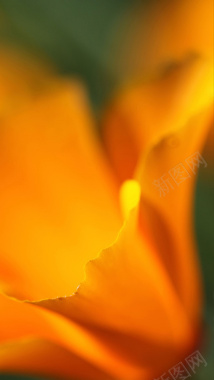 橘黄色梦幻枫叶风景H5背景图片背景