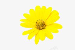 黄色的雏菊花朵素材