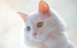 异瞳可爱的异瞳小猫咪高清图片