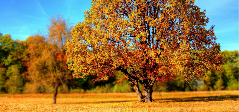 金色的秋天背景