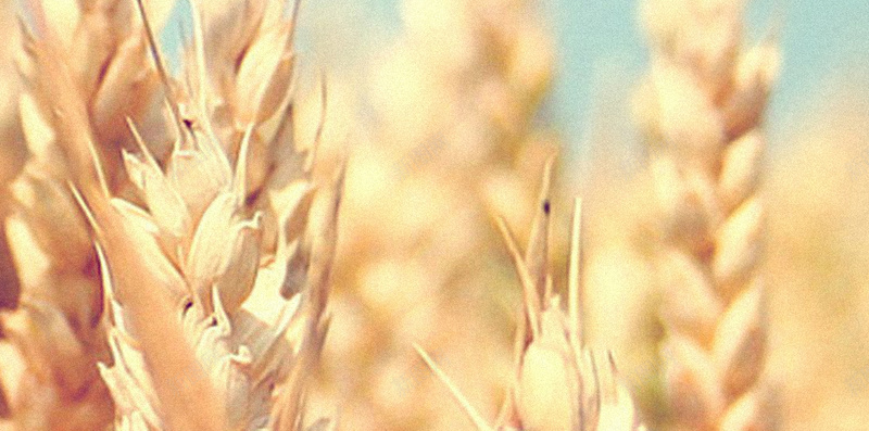 小麦H5背景jpg设计背景_新图网 https://ixintu.com 小麦 收获 蓝天 金色 H5背景 H5 h5