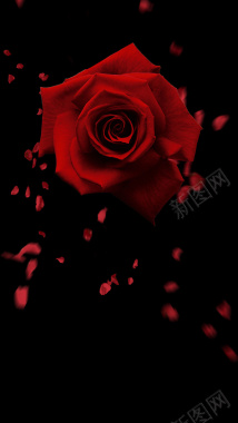 黑色大气浪漫玫瑰花PSD分层H5背景素材背景