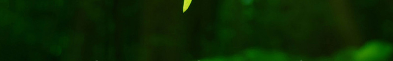 大暑海报背景素材psd设计背景_新图网 https://ixintu.com 大暑 二十四 节气 绿色 叶子 清新 夏天 夏季 盛夏
