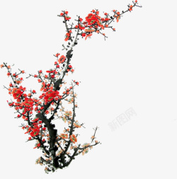 中国风梅花树枝素材