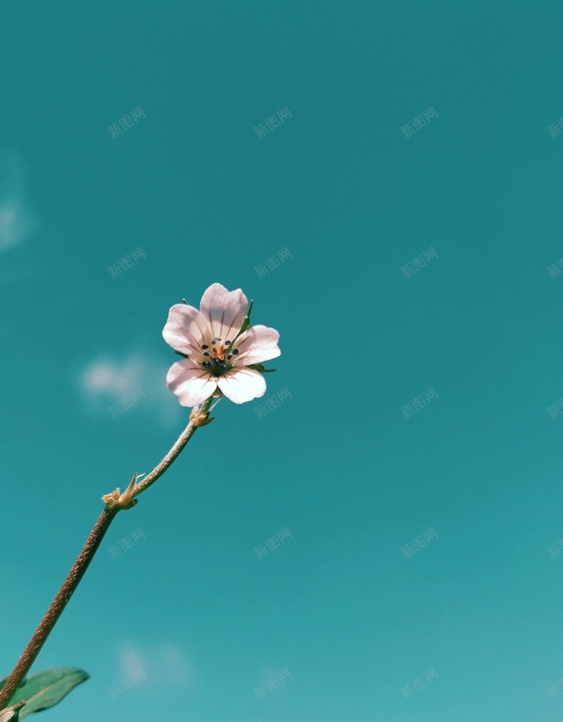 一朵迷人的小花花jpg设计背景_新图网 https://ixintu.com 花朵 蓝天 晴朗 壁纸