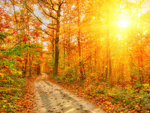 秋天阳光下的黄色树林大自然背景