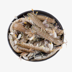 鲜活的皮皮虾素材