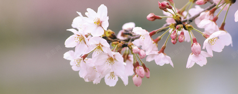 摄影樱花鲜花背景jpg设计背景_新图网 https://ixintu.com 摄影 樱花 粉色 鲜花 春天 树枝 唯美 梦幻 花朵 花瓣 美丽 漂亮 壁纸 海报banner 风景