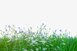 花草花栏春天花卉背景植物高清图片