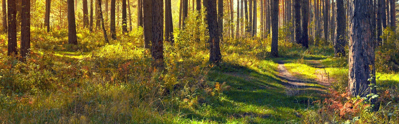 唯美金色树林jpg设计背景_新图网 https://ixintu.com 树林 背景banner 摄影 风景 森林自然景观树 黄色童话故事