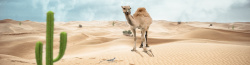 清新骆驼沙漠骆驼仙人掌创意背景banner高清图片