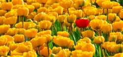 荷兰风俗风景黄色郁金香背景高清图片