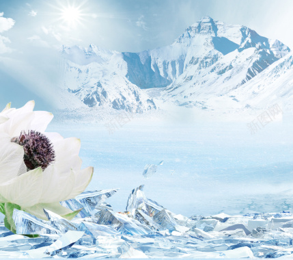 冰山上的雪莲花背景
