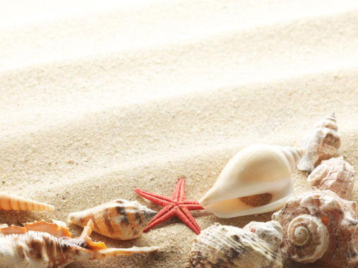 沙滩贝壳海星海螺五角星沙子海边背景