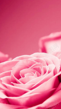 浪漫玫瑰花H5背景素材背景