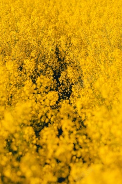 成簇鲜花黄灿灿油菜花高清图片