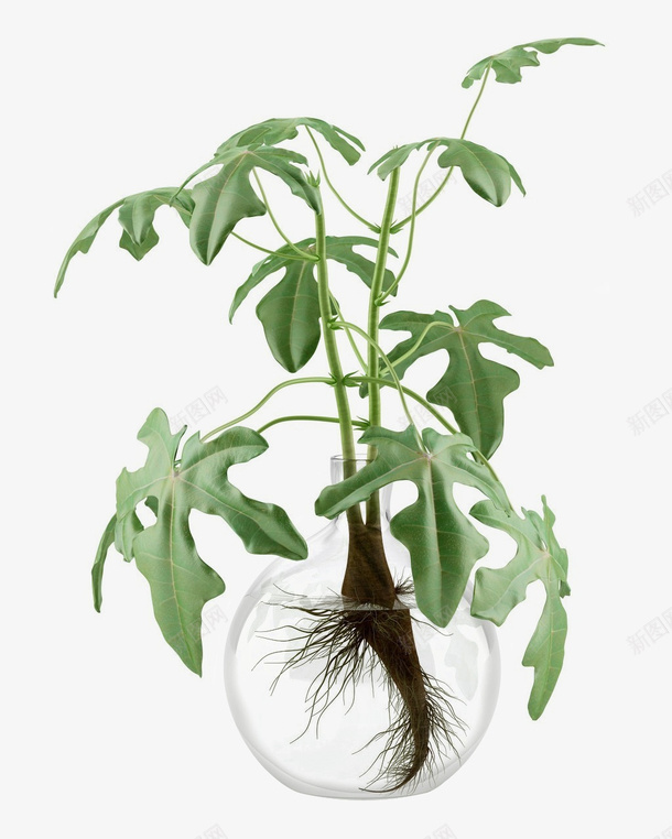 植物盆栽装饰水培png免抠素材_新图网 https://ixintu.com 植物 水培 盆栽 绿色