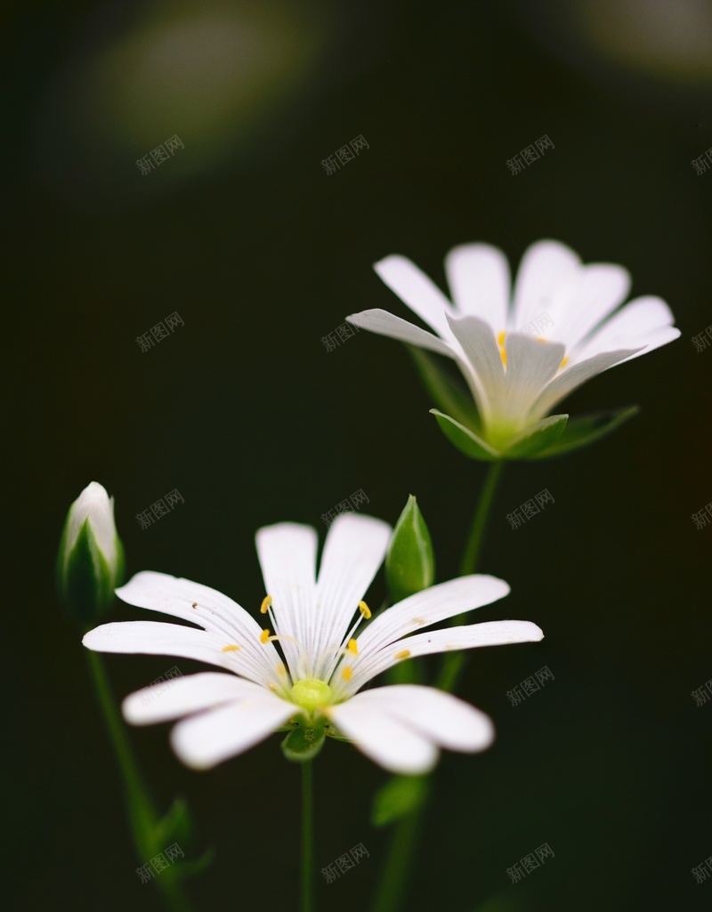 高清白色小花jpg设计背景_新图网 https://ixintu.com 高清 植物 花朵 小花
