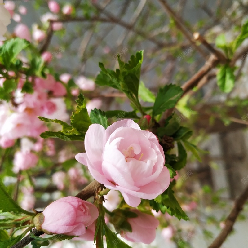 春天的一树花jpg设计背景_新图网 https://ixintu.com 花 春天 雨后 娇艳