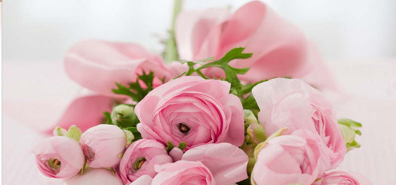 粉色漂亮的粉色玫瑰图片背景