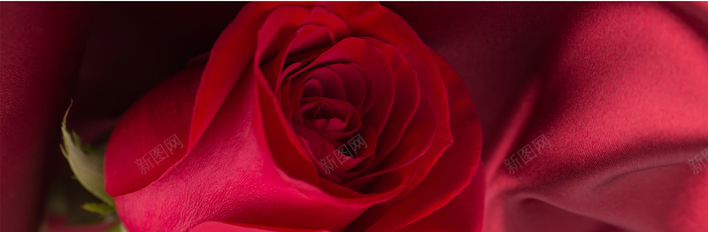 情人节红玫瑰背景背景
