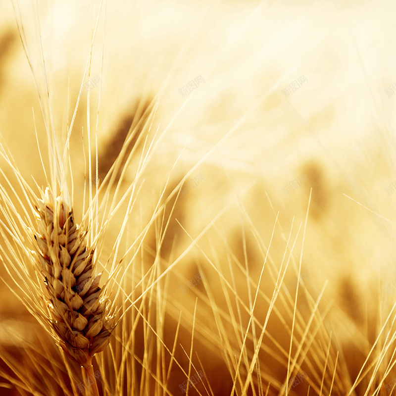 黄色秋季小麦背景jpg设计背景_新图网 https://ixintu.com 黄色 秋季 小麦 麦子 麦穗 收获 摄影 主图 风景