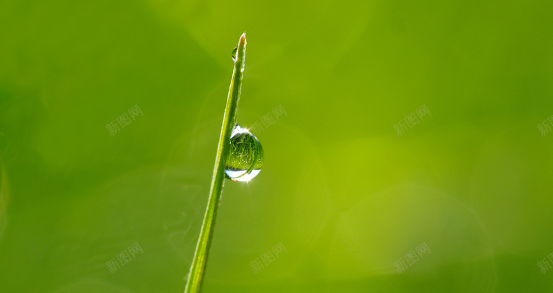 绿色背景露水高清jpg设计背景_新图网 https://ixintu.com 绿色 露水 背景 大图