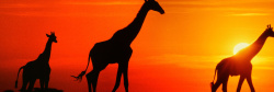 橙色长颈鹿简约背景高清图片