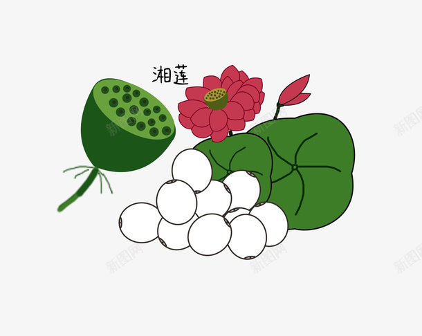 手绘草药湘莲png免抠素材_新图网 https://ixintu.com 手绘 湘莲 荷花 莲子 莲蓬 中草药