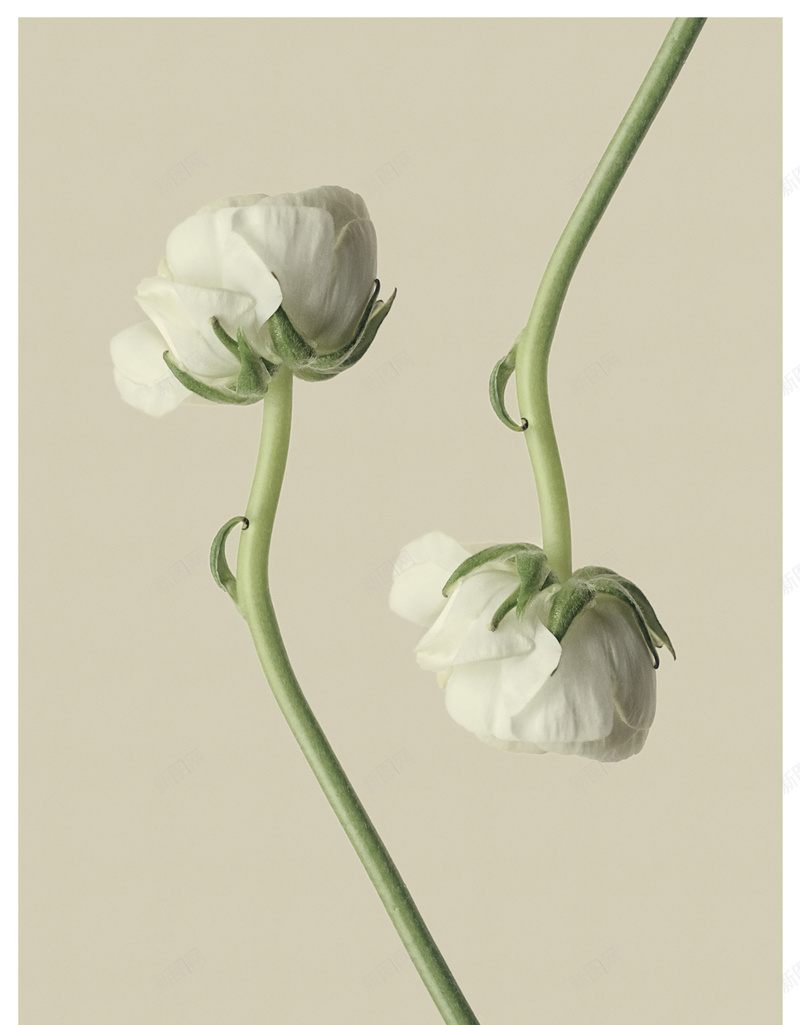 白色花朵背景高清大图jpg设计背景_新图网 https://ixintu.com 白色 花朵 背景 高清