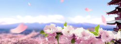 粉色桃花姬包浪漫粉色桃花海报背景高清图片