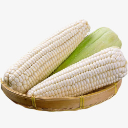 两根白玉米生鲜新鲜蔬果糯玉米白玉米高清图片
