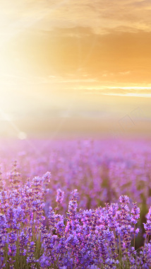 紫色薰衣草背景背景