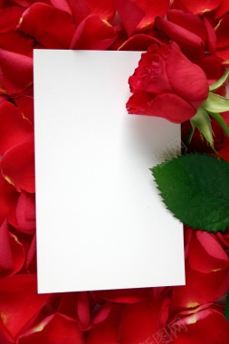 浪漫玫瑰花边框背景背景