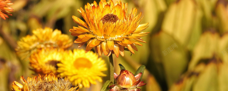 黄色菊花背景jpg设计背景_新图网 https://ixintu.com 海报banner 清新 花朵 菊花 黄色