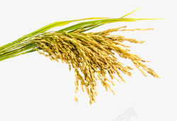 稻子素材稻穗水稻农作物高清图片