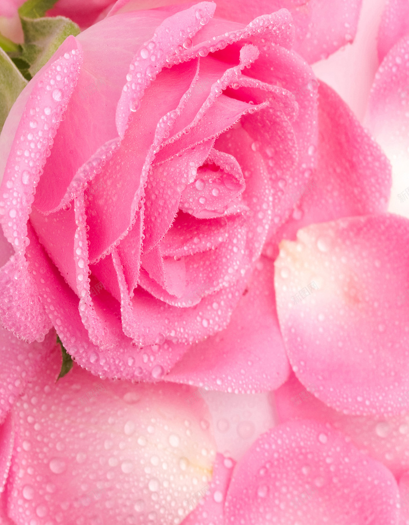 红色玫瑰矢量H5背景素材jpg设计背景_新图网 https://ixintu.com 玫瑰 矢量 红色 花朵 花瓣 玫瑰素材 玫瑰背景 矢量玫瑰