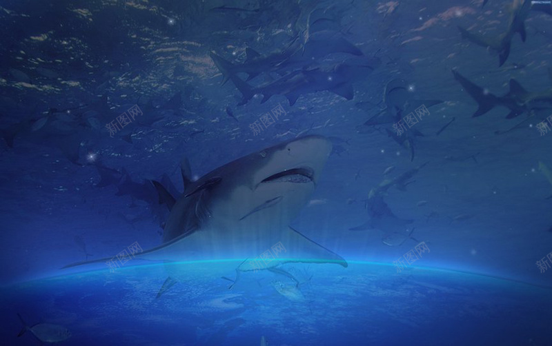 蓝色海阳背景jpg设计背景_新图网 https://ixintu.com 海洋 背景 蓝色 鱼类 鲨鱼 卡通 童趣 手绘