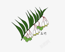 花类药材手绘玉竹植物高清图片