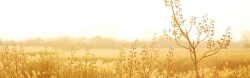 花海草地黄色秋季背景高清图片