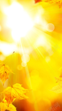 阳光下黄色枫叶秋天H5背景素材背景