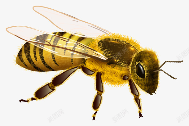 蜜蜂PNG图片素材png免抠素材_新图网 https://ixintu.com 蜜蜂PNG图片 蜜蜂 PNG图片 昆虫