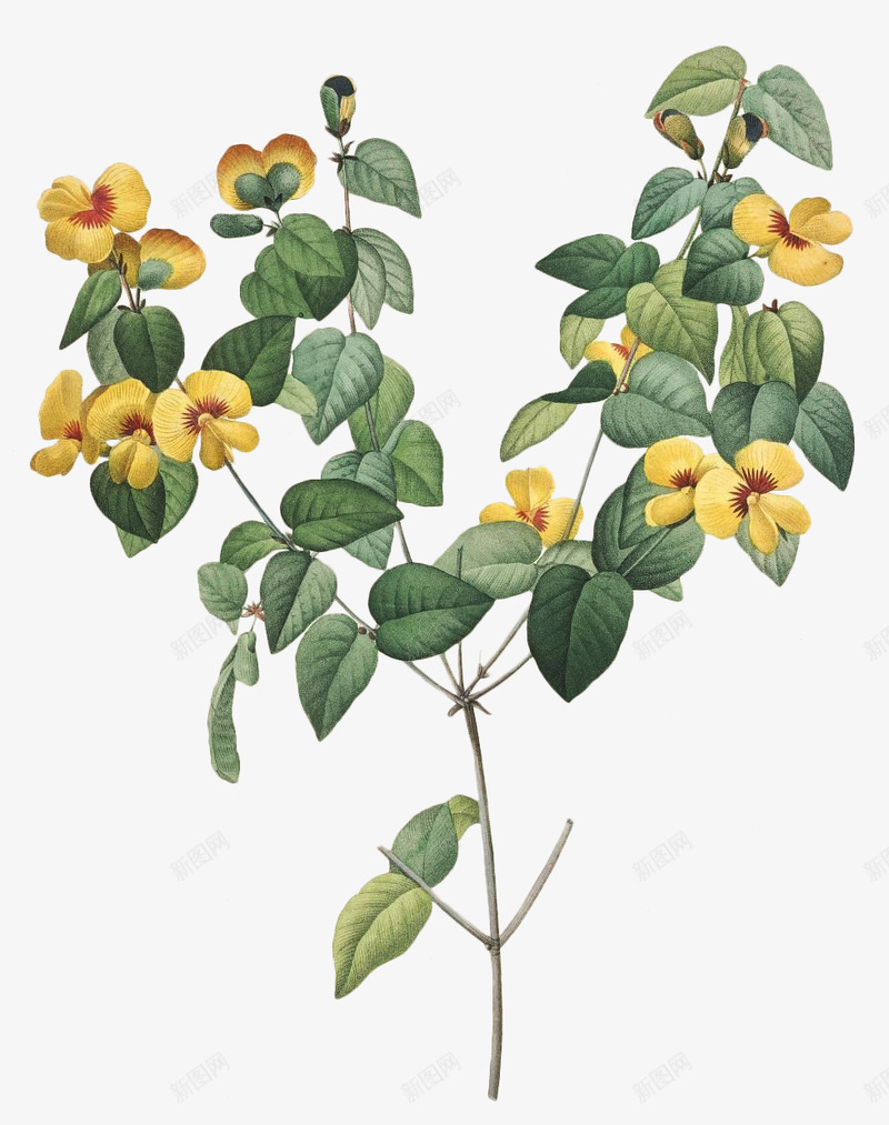 维多利亚时期花卉海报 40植物png免抠素材_新图网 https://ixintu.com 维多利亚 时期 花卉 海报 植物