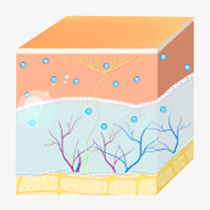 细胞 皮肤图标png免抠素材_新图网 https://ixintu.com 细胞 皮肤 图标