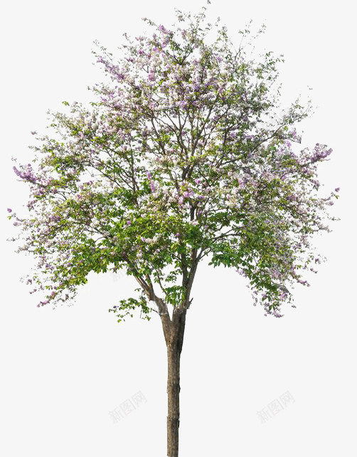 免扣植物png免抠素材_新图网 https://ixintu.com 免扣 植物