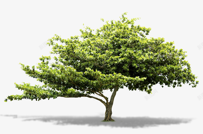 214植物png免抠素材_新图网 https://ixintu.com 植物