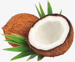 椰子食物素材
